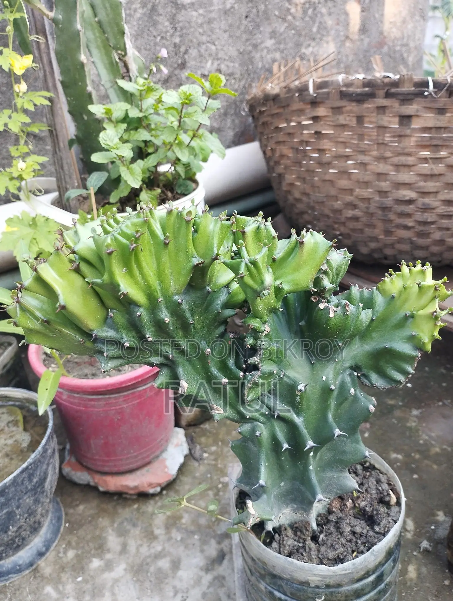 লেবু, কমলা, ক্যাকটাস, স্নেক প্ল্যান্ট।