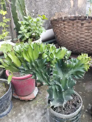 Lemon, Orange, Cactus, Snake Plant.