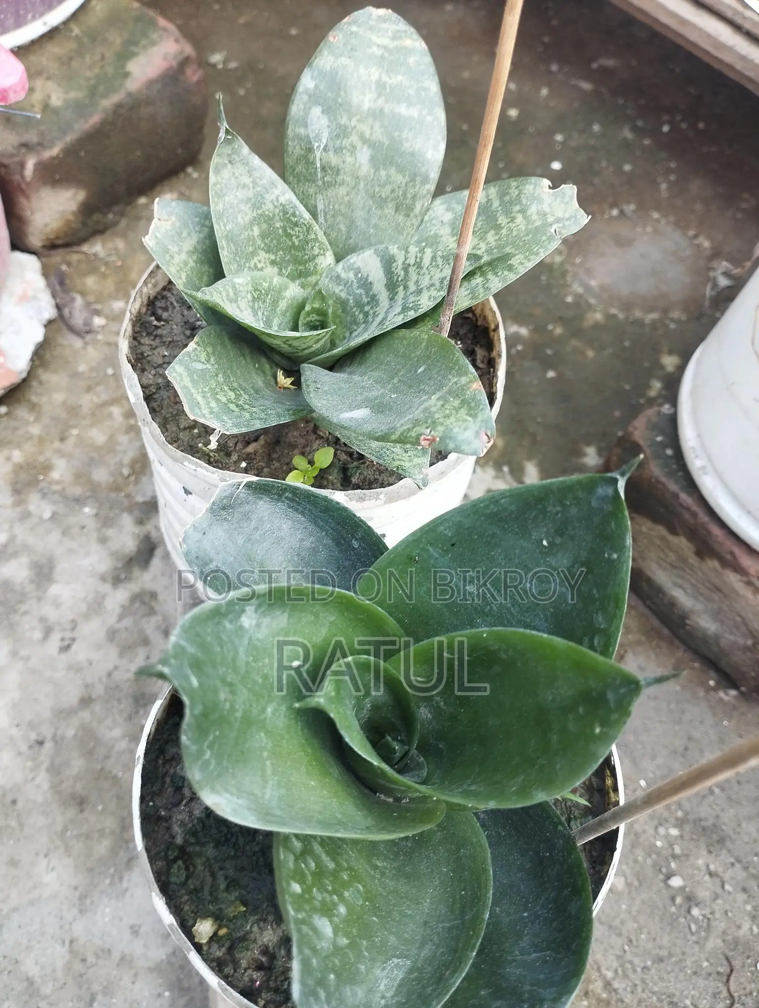 লেবু, কমলা, ক্যাকটাস, স্নেক প্ল্যান্ট।