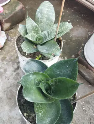 লেবু, কমলা, ক্যাকটাস, স্নেক প্ল্যান্ট।