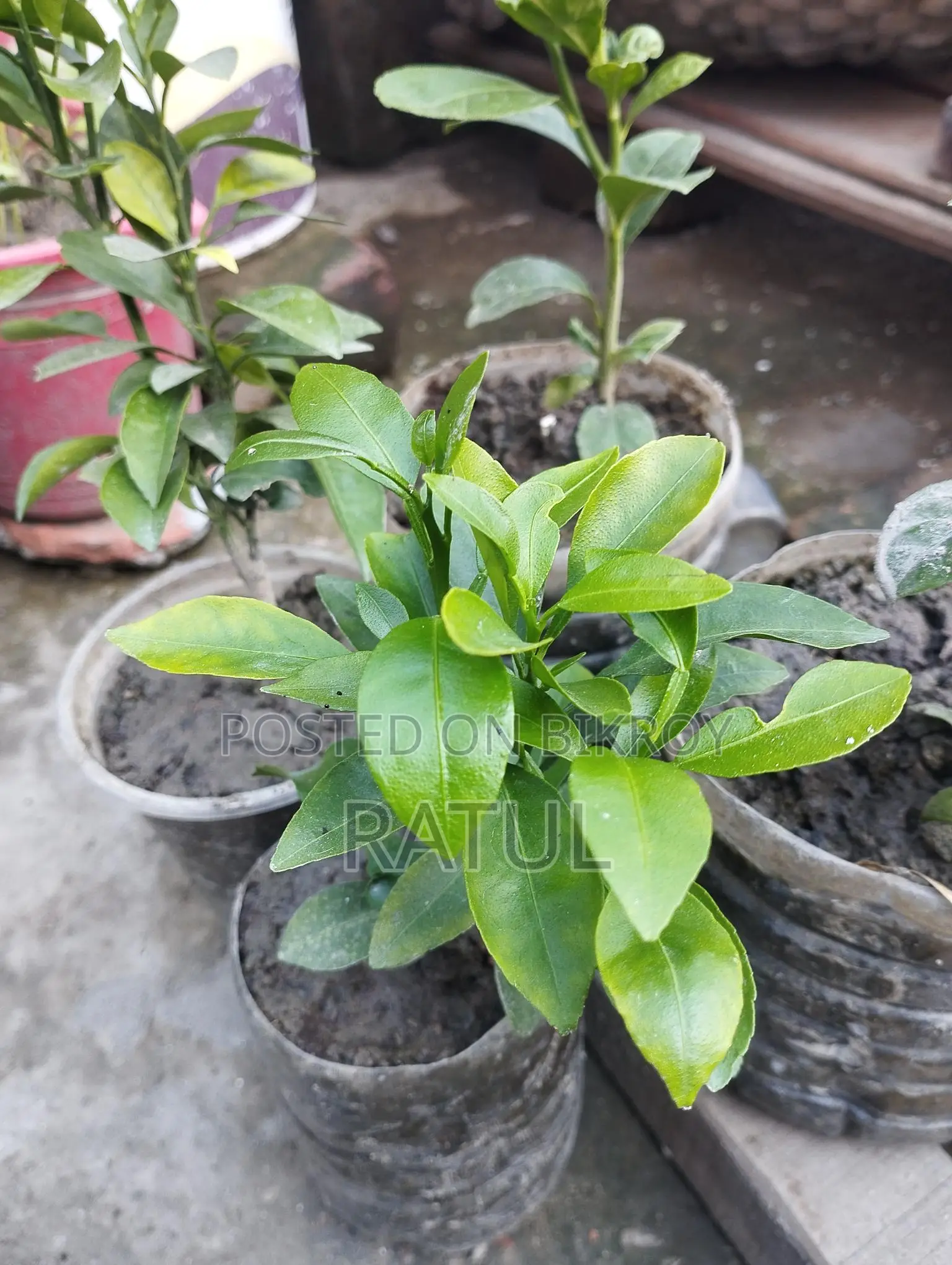 লেবু, কমলা, ক্যাকটাস, স্নেক প্ল্যান্ট।