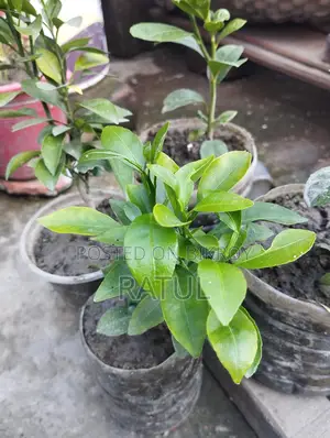 লেবু, কমলা, ক্যাকটাস, স্নেক প্ল্যান্ট।