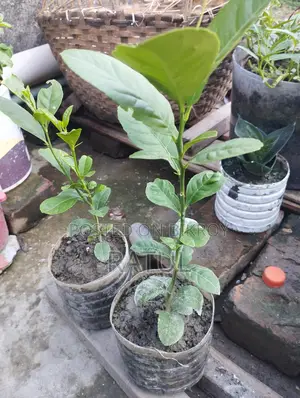 লেবু, কমলা, ক্যাকটাস, স্নেক প্ল্যান্ট।