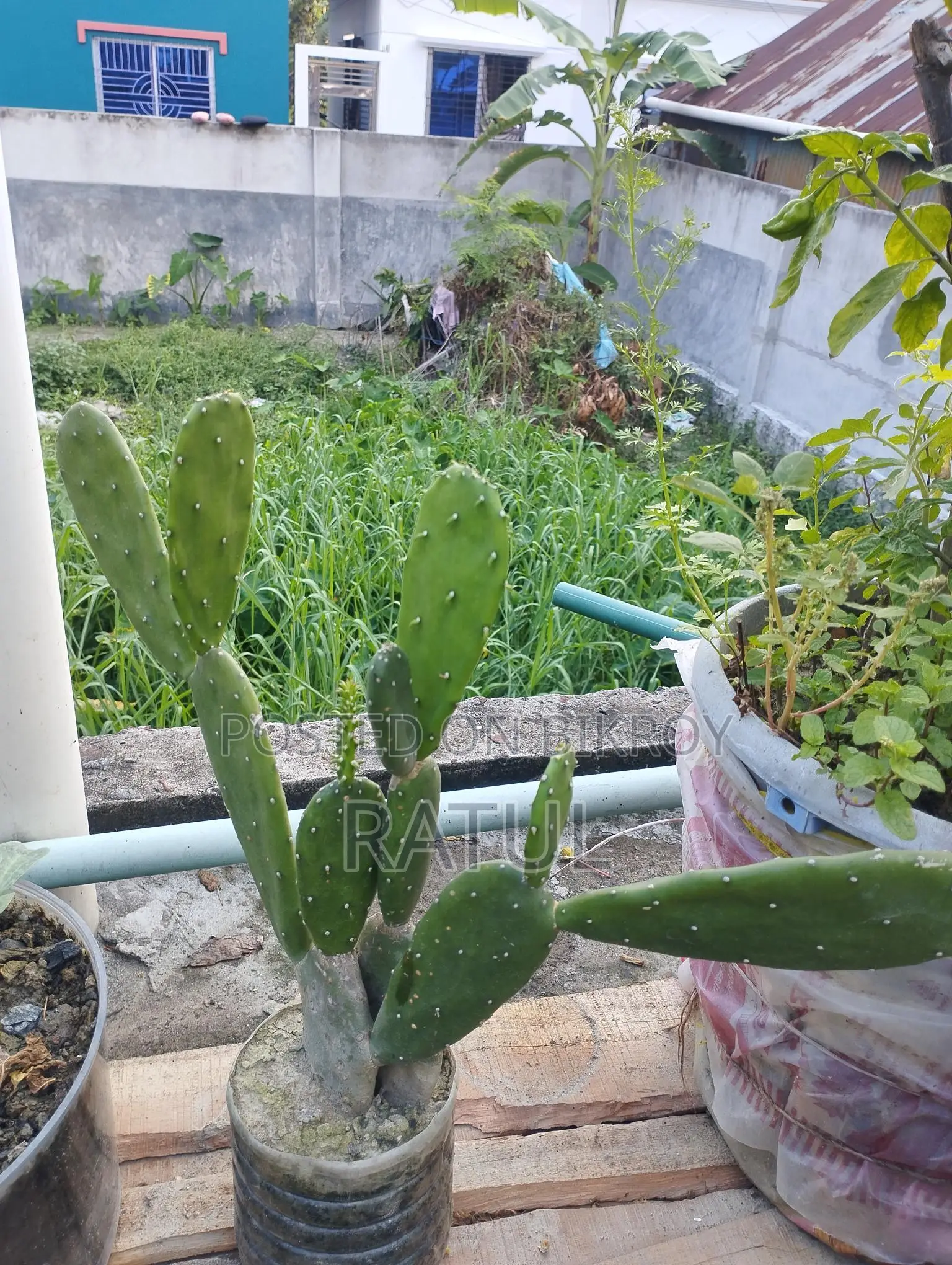 লেবু, কমলা, ক্যাকটাস, স্নেক প্ল্যান্ট।