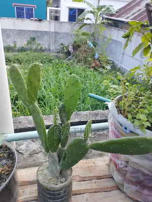 লেবু, কমলা, ক্যাকটাস, স্নেক প্ল্যান্ট।
