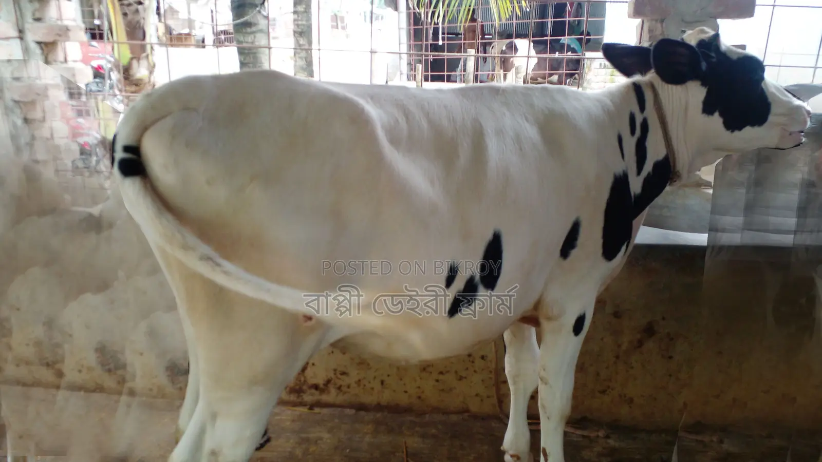 ১১৩১ নং ভালো জাতের বকনা গরু ।