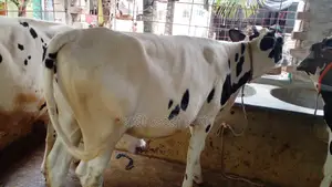 ১১৩১ নং ভালো জাতের বকনা গরু ।