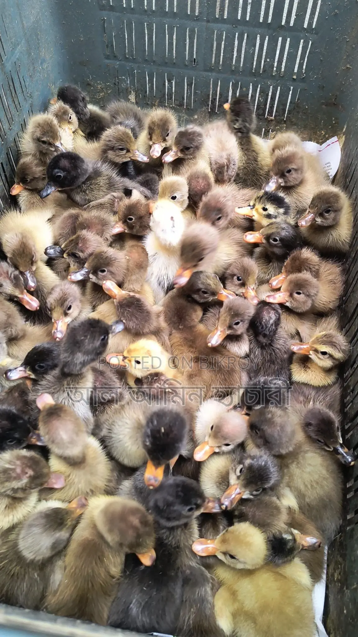 One-day-old Khaki Campbell ducklings for sale
