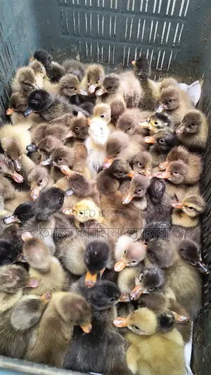 One-day-old Khaki Campbell ducklings for sale