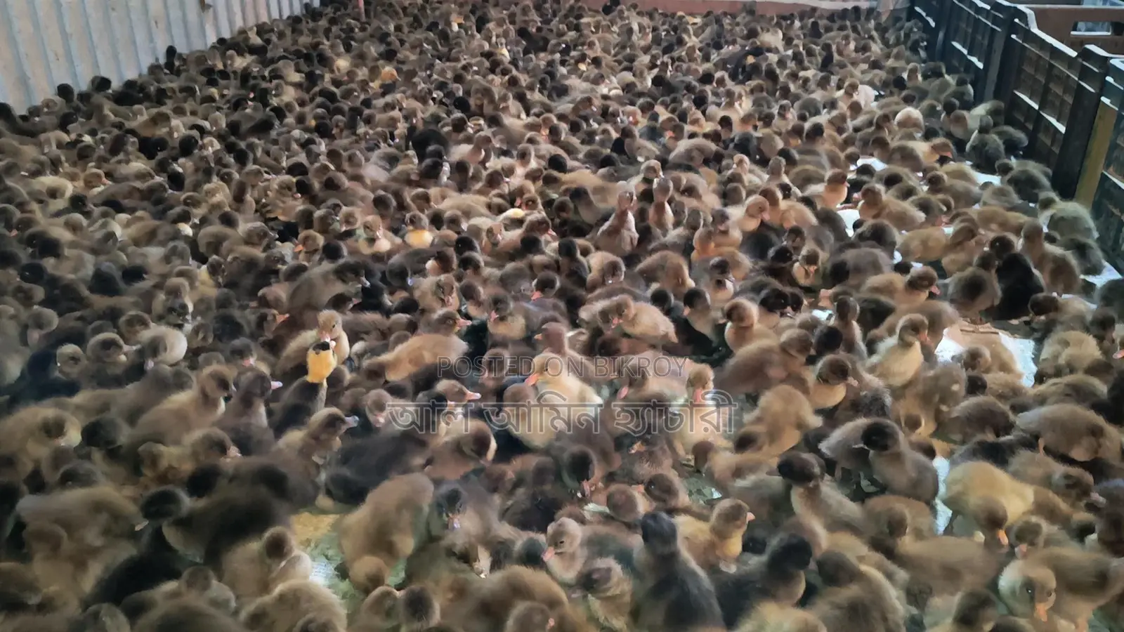 One-day-old Khaki Campbell ducklings for sale