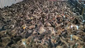 One-day-old Khaki Campbell ducklings for sale