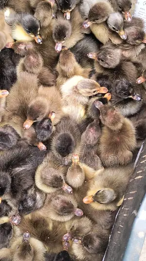 One-day-old Khaki Campbell ducklings for sale