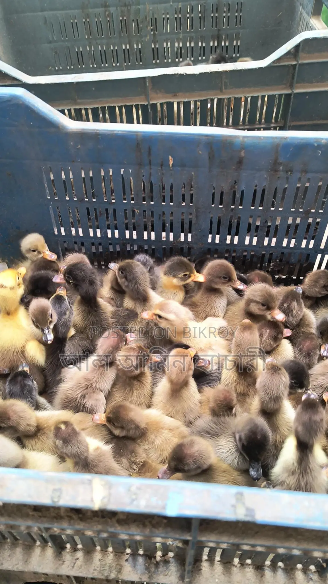 One-day-old Khaki Campbell ducklings for sale