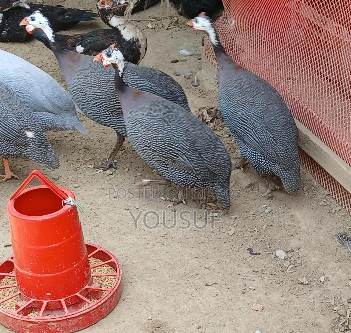 Guinea Fowl for Sale