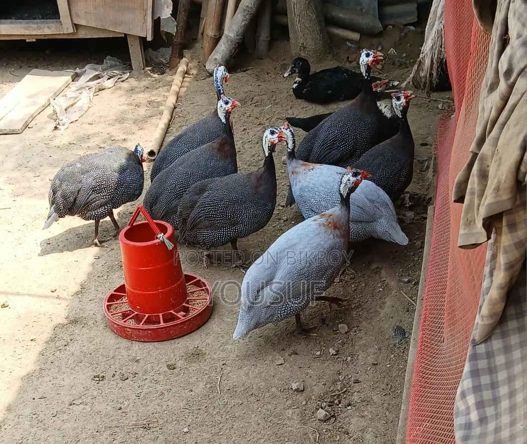 Guinea Fowl for Sale