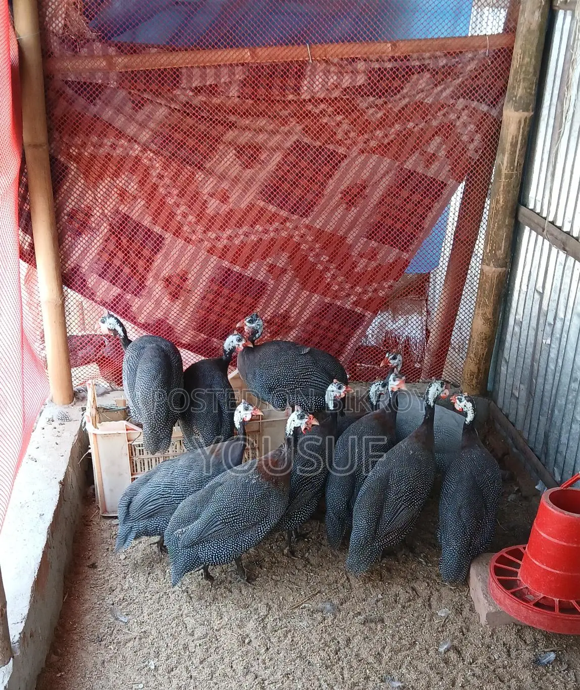 Guinea Fowl for Sale