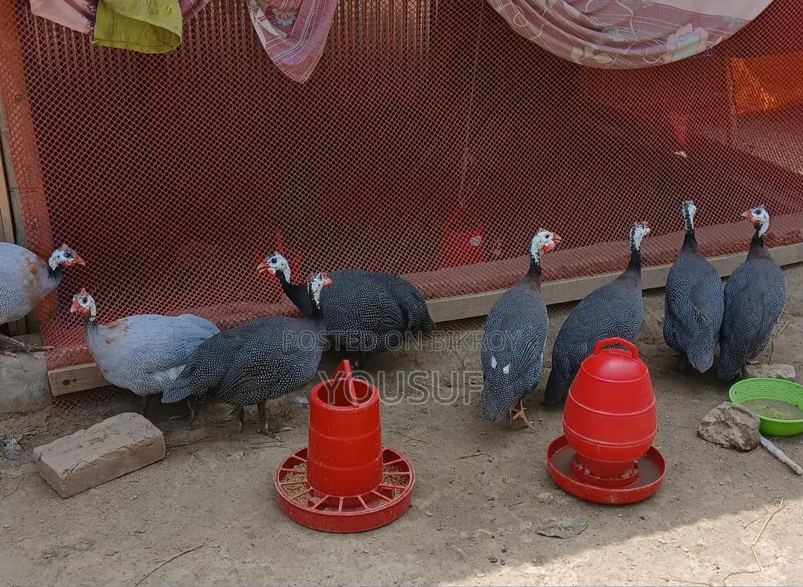 Guinea Fowl for Sale