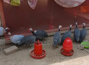 Guinea Fowl for Sale