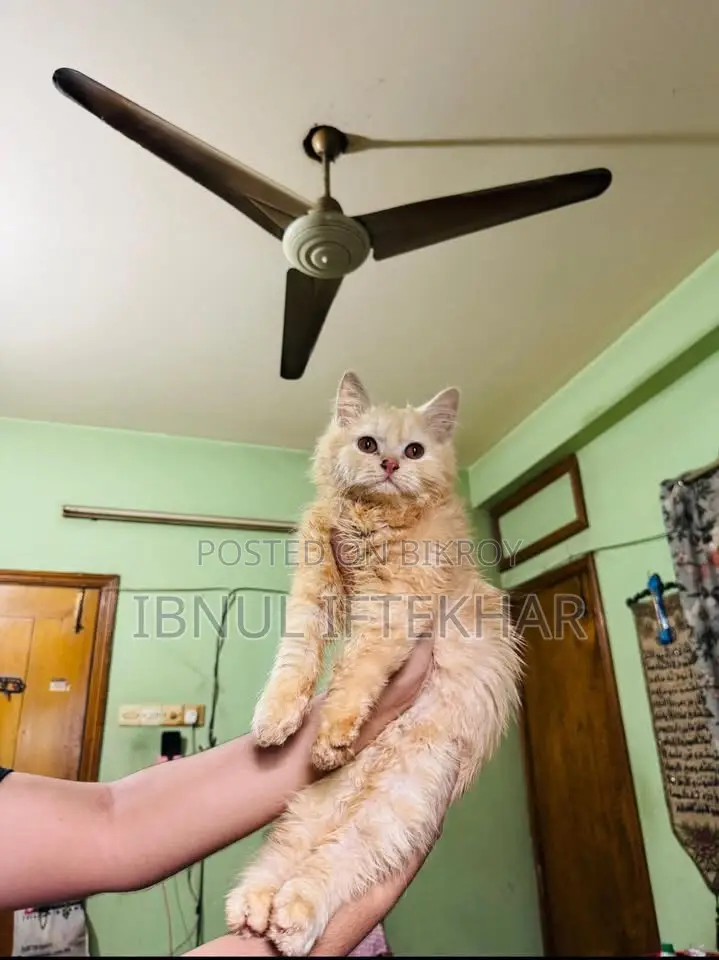 Persian Cat