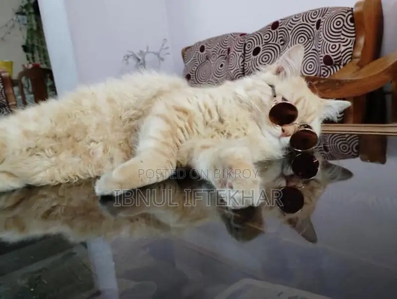 Persian Cat