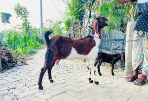 Zero-tooth goat and baby goat