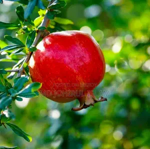 Buy original Bhagwa pomegranate saplings.