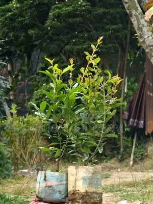 Buy original Bhagwa pomegranate saplings.
