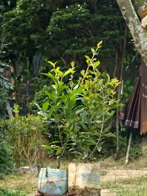 Buy original Bhagwa pomegranate saplings.