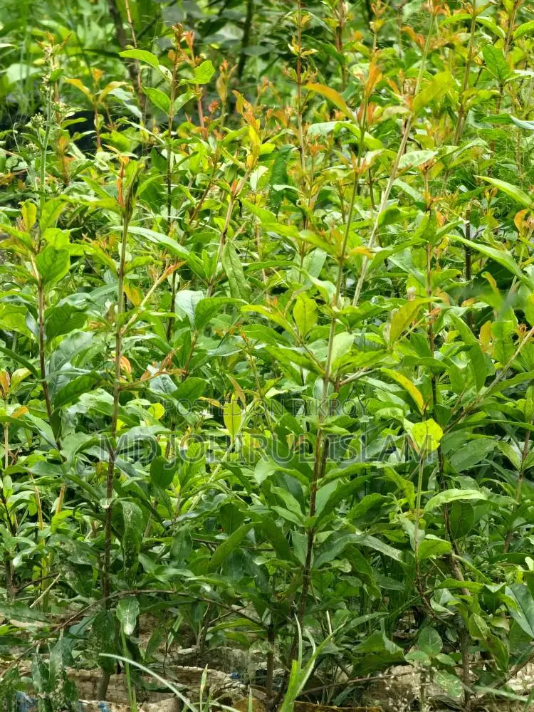 Buy original Bhagwa pomegranate saplings.