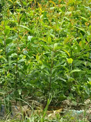 Buy original Bhagwa pomegranate saplings.