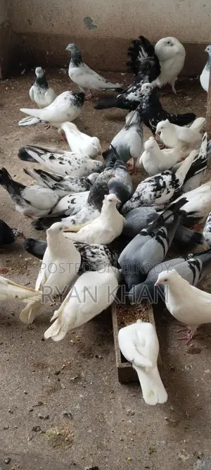 Kobutorer lot sell hobe