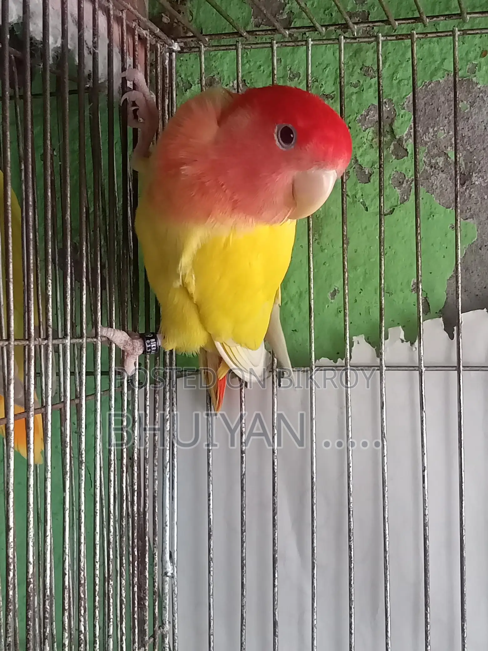 Love Bird