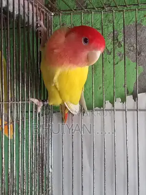 Love Bird