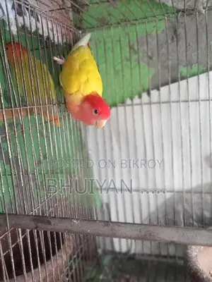 Love Bird