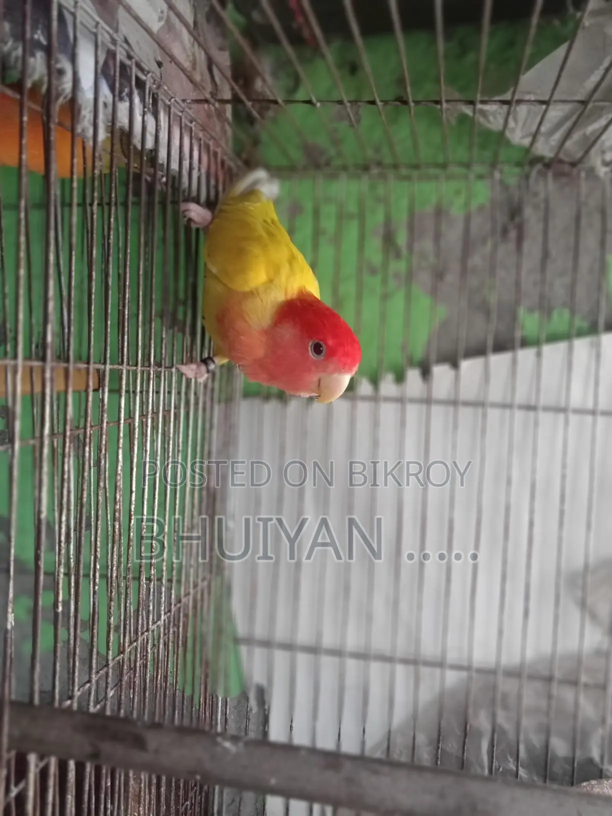 Love Bird