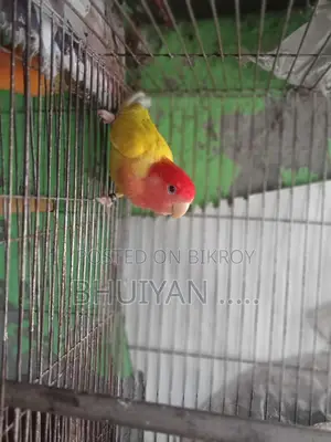 Love Bird