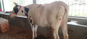 High-Quality Dairy Cow (No. 1146)