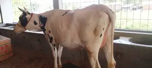 ভালো জাতের গাভী গরু।(১১৪৬ নং )