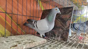 রেসার কবুতর ক্লাব