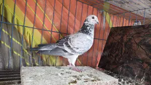 রেসার কবুতর ক্লাব