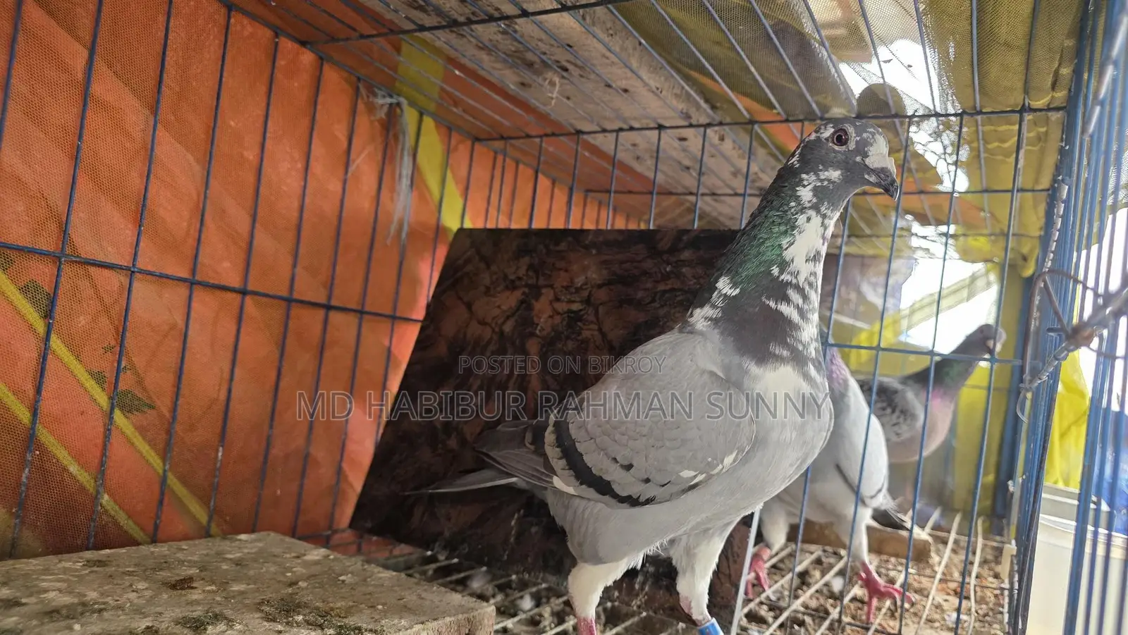 রেসার কবুতর ক্লাব