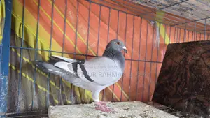 রেসার কবুতর ক্লাব