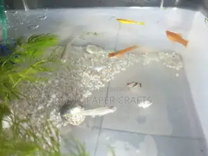 অ্যাকোয়ারিয়াম মাছ বিক্রি
