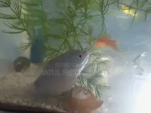 অ্যাকোয়ারিয়াম মাছ বিক্রি