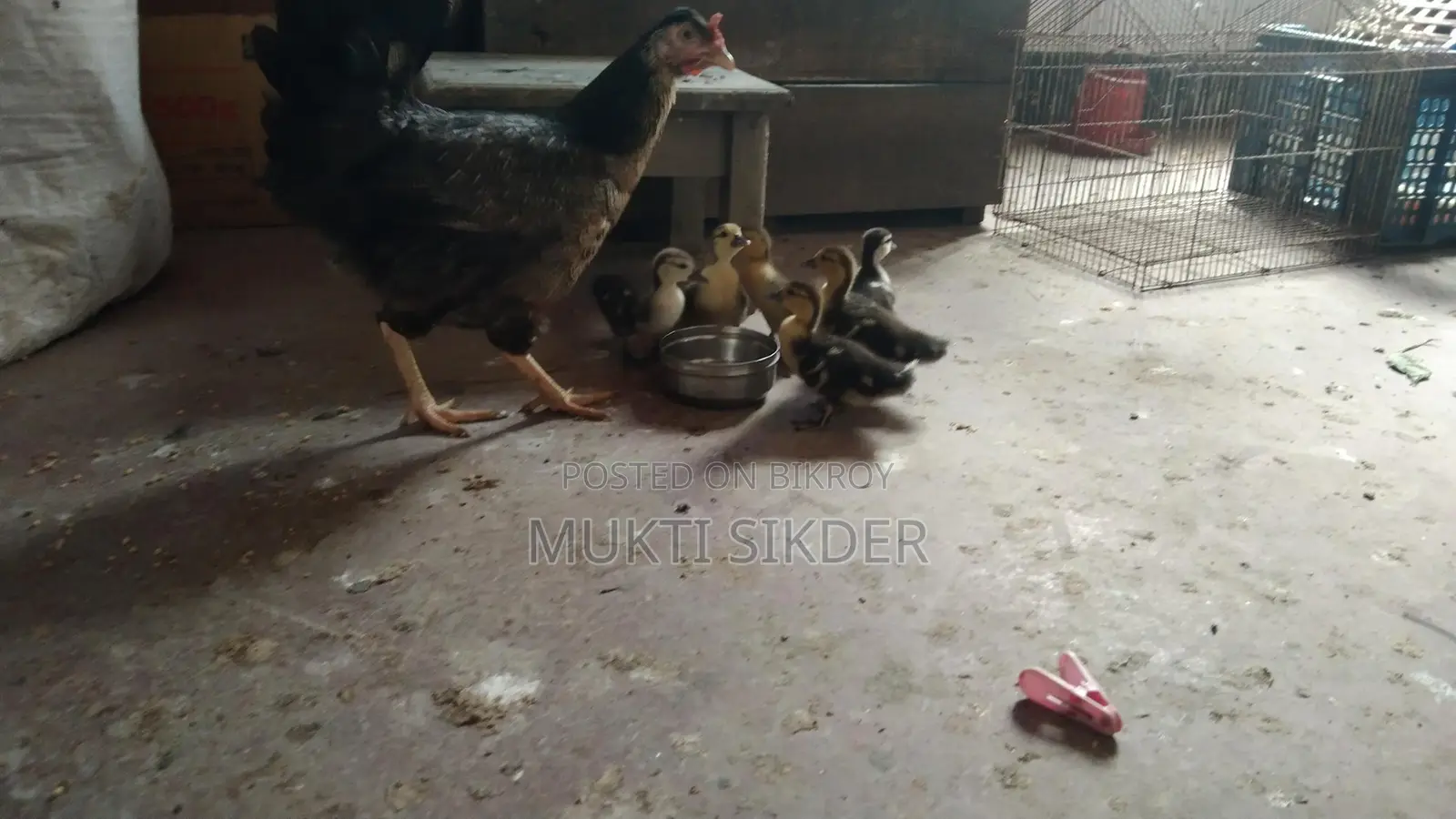 7-Day Old Chinese Ducklings for Sale – Healthy and Naturally Hatched
