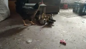 7-Day Old Chinese Ducklings for Sale – Healthy and Naturally Hatched