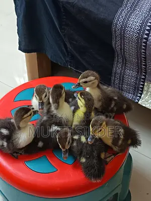 7-Day Old Chinese Ducklings for Sale – Healthy and Naturally Hatched
