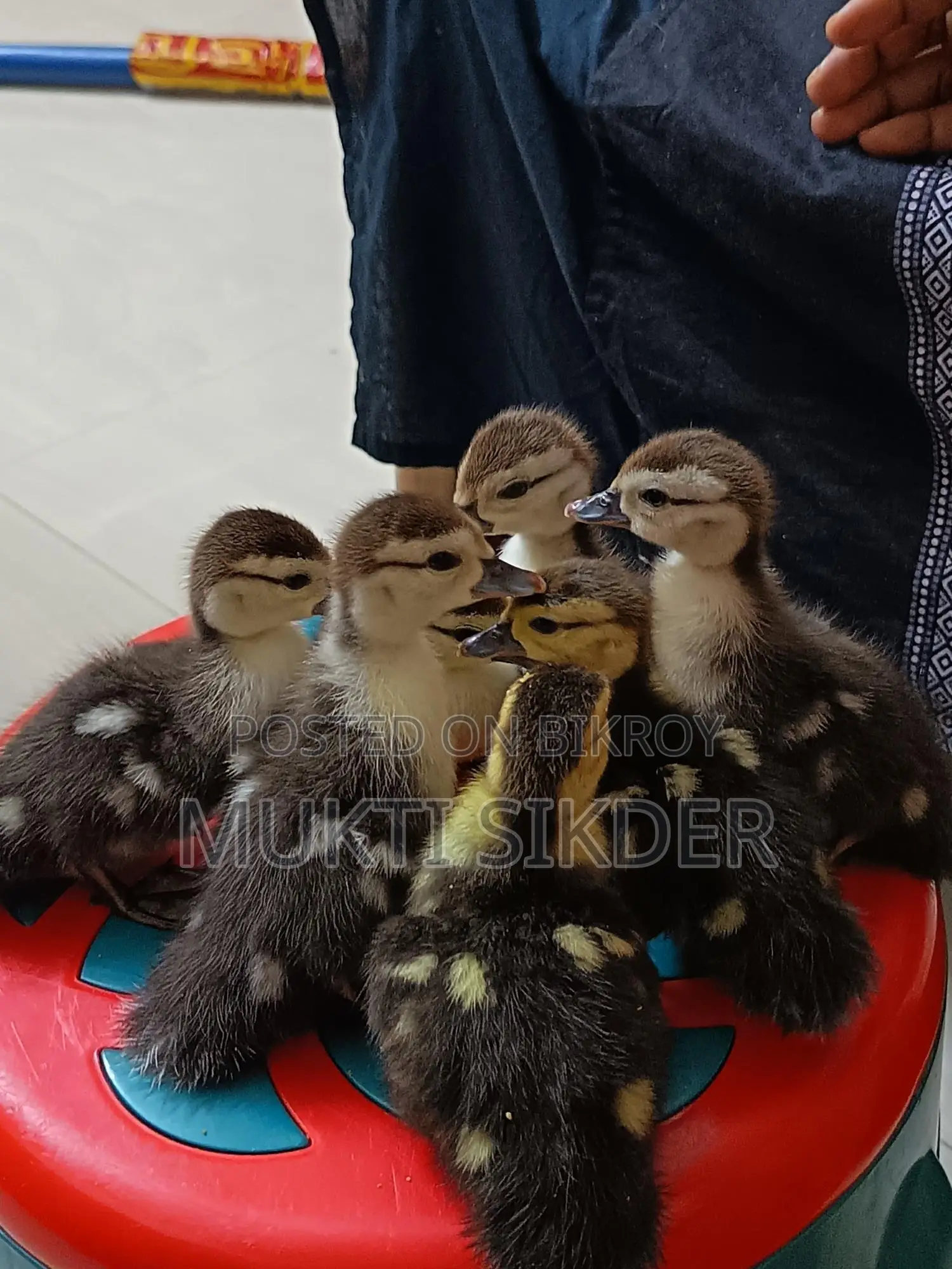 7-Day Old Chinese Ducklings for Sale – Healthy and Naturally Hatched