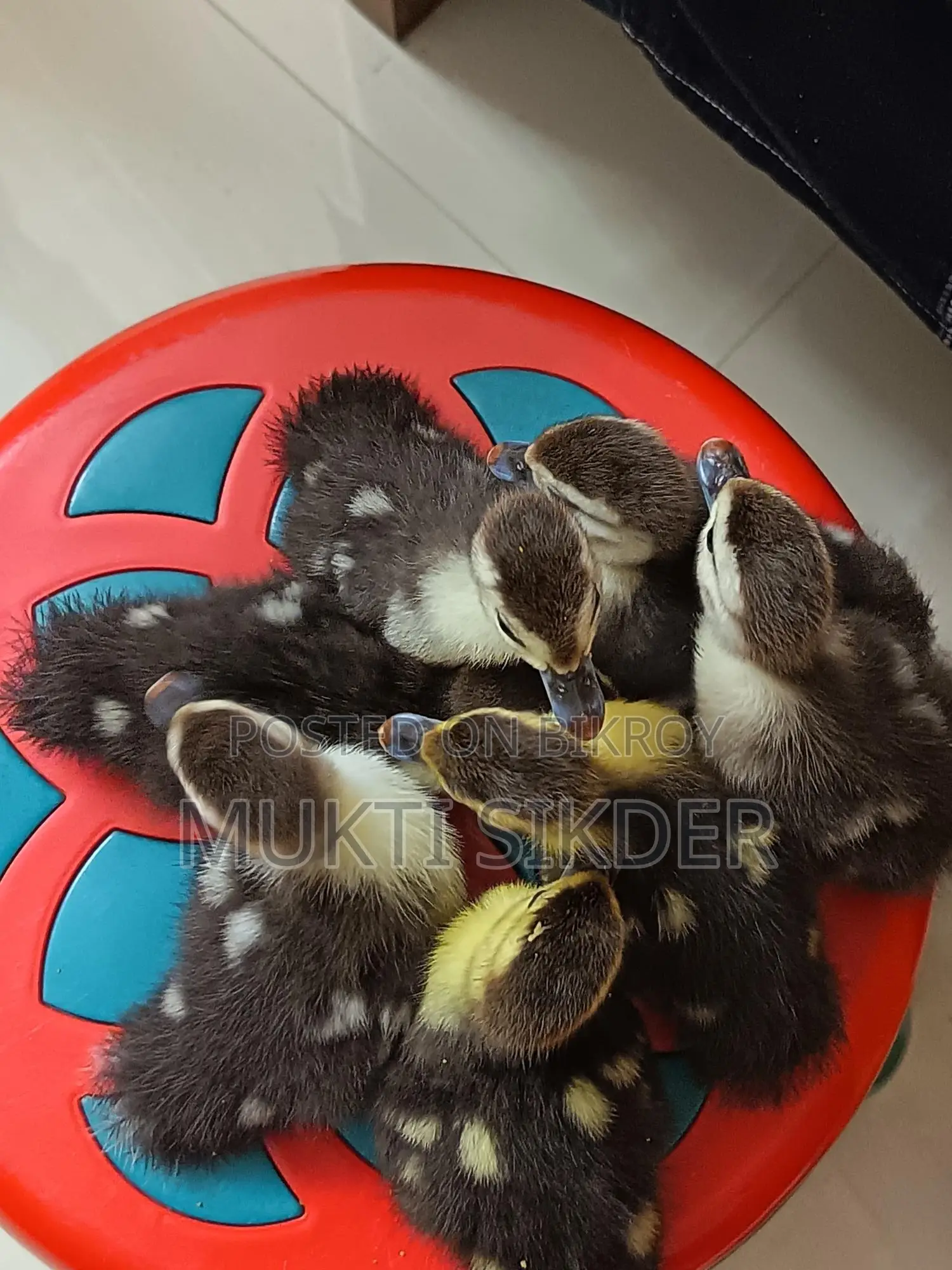 7-Day Old Chinese Ducklings for Sale – Healthy and Naturally Hatched