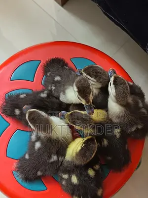7-Day Old Chinese Ducklings for Sale – Healthy and Naturally Hatched
